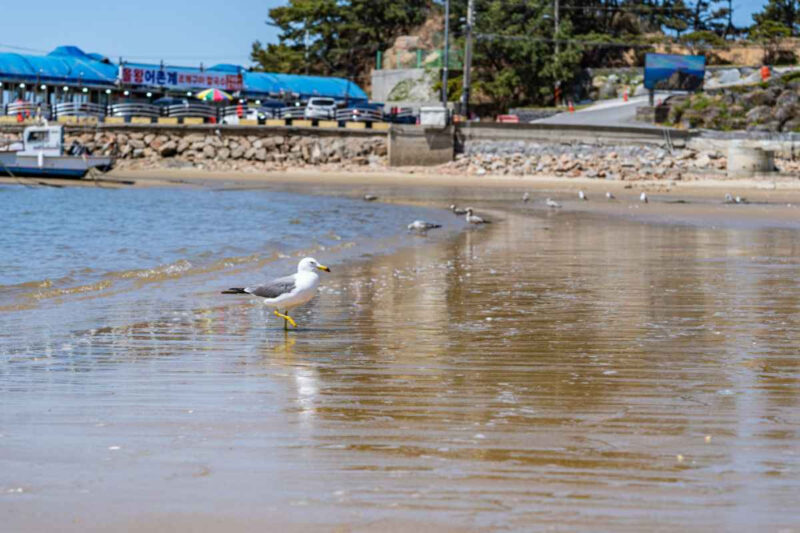 ソウル近郊在住の方必見！日帰りで行けるおすすめ海水浴場スポット