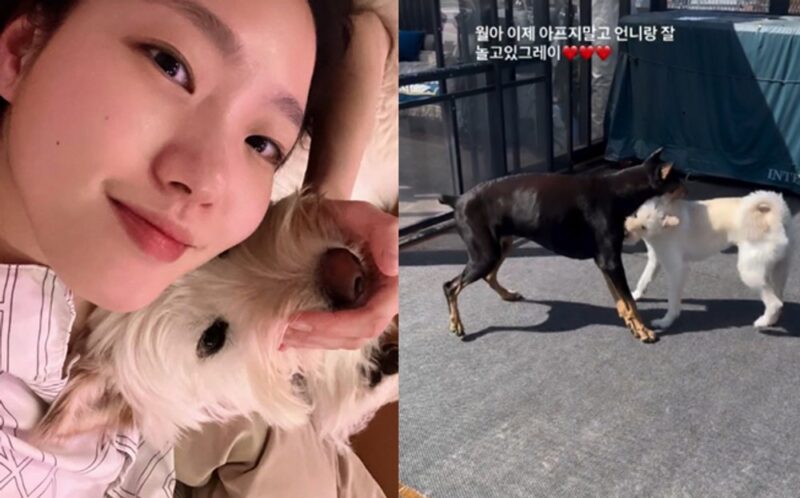 배정남、キム・ゴウン愛犬ウォリを追悼「お姉さんと楽しく遊んでるよ」