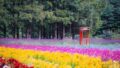 雨でも楽しめる！6月に訪れたい絶景の花の名所5選