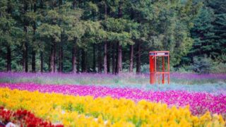 雨でも楽しめる！6月に訪れたい絶景の花の名所5選