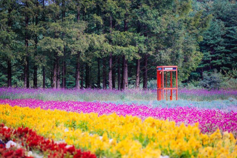 雨でも楽しめる！6月に訪れたい絶景の花の名所5選