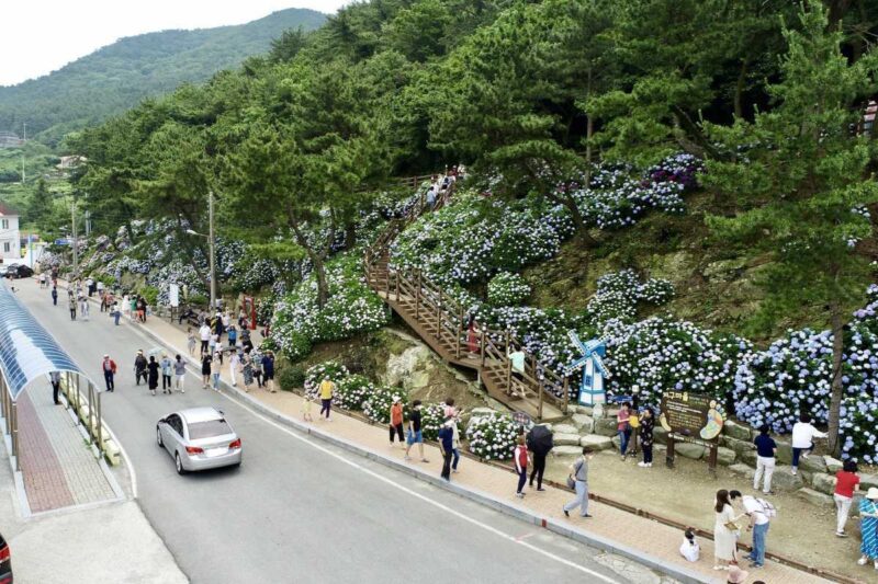 雨でも楽しめる！6月に訪れたい絶景の花の名所5選