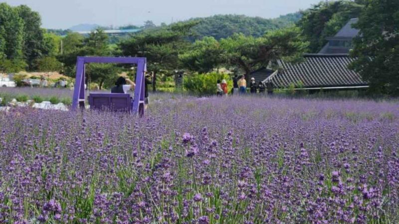 雨でも楽しめる！6月に訪れたい絶景の花の名所5選