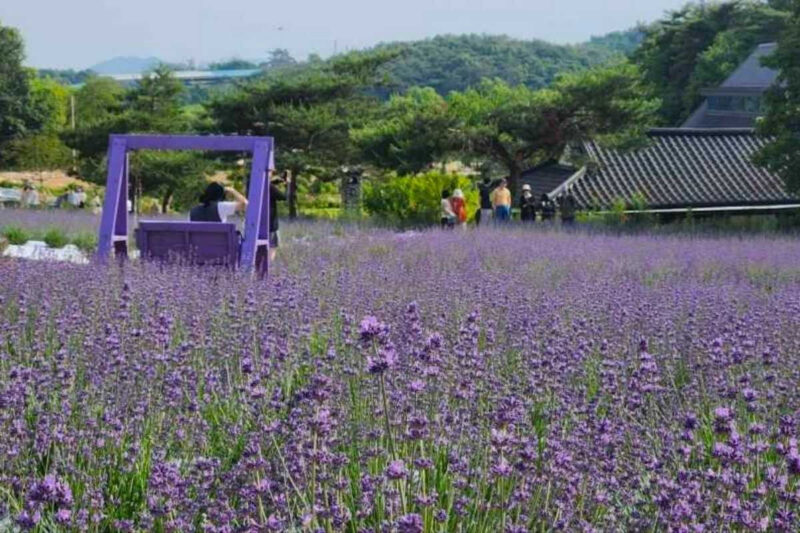 わずか500円で4000坪の絶景！韓国・高敞のラベンダー畑が話題沸騰中