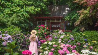 「ソウル住みなら京畿道で十分」日帰りで楽しめる絶景アジサイスポット