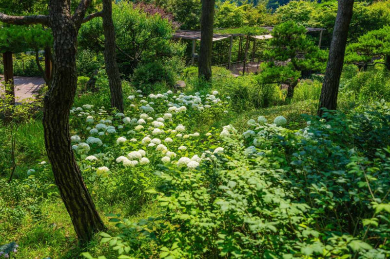 「ソウル住みなら京畿道で十分」日帰りで楽しめる絶景アジサイスポット