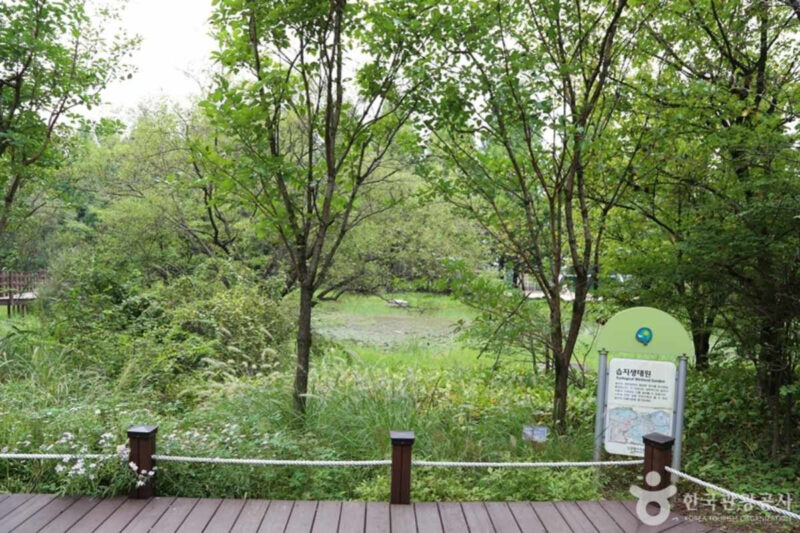 「ソウル住みなら京畿道で十分」日帰りで楽しめる絶景アジサイスポット