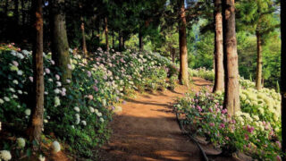 「宝城の茶畑より絶景」60年の歴史を誇る紫陽花庭園、6月から公開開始