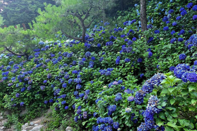 「宝城の茶畑より絶景」60年の歴史を誇る紫陽花庭園、6月から公開開始