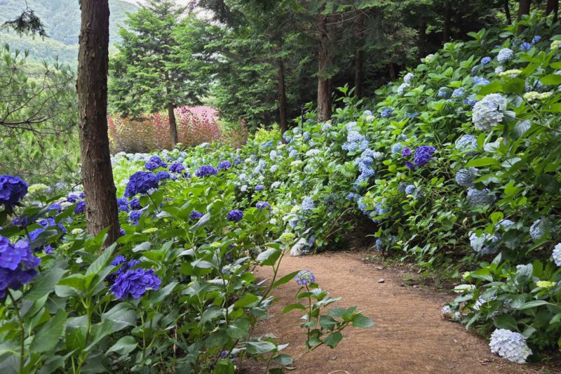 「宝城の茶畑より絶景」60年の歴史を誇る紫陽花庭園、6月から公開開始