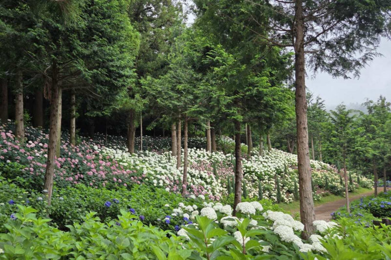 「宝城の茶畑より絶景」60年の歴史を誇る紫陽花庭園、6月から公開開始