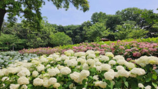 入場料無料！6月限定、ソウル中心部に出現した絶景「花畑×レーザーショー」が話題