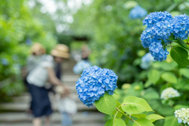 入場料無料！6月限定、ソウル中心部に出現した絶景「花畑×レーザーショー」が話題