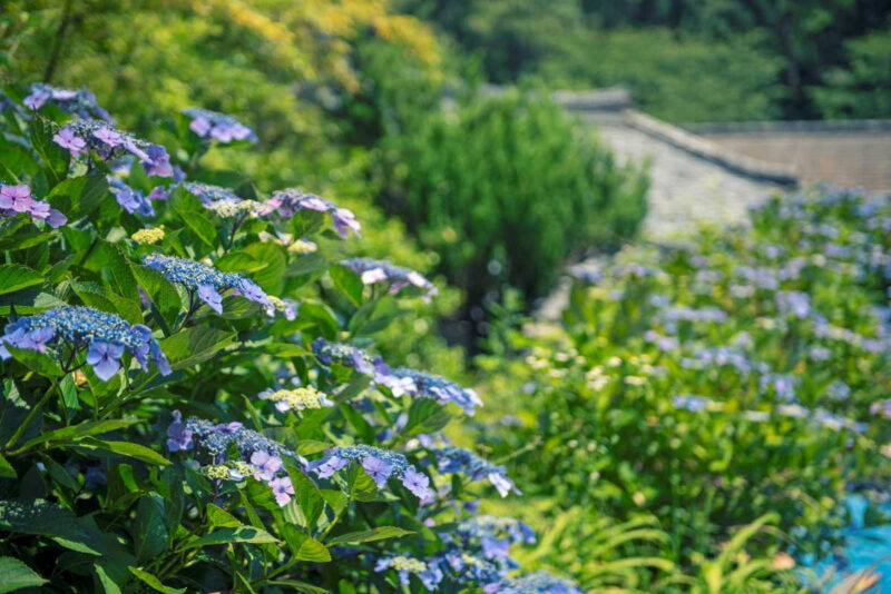 地元民が海雲台より先に駆け込む!釜山の「夏の秘密の庭園」5選
