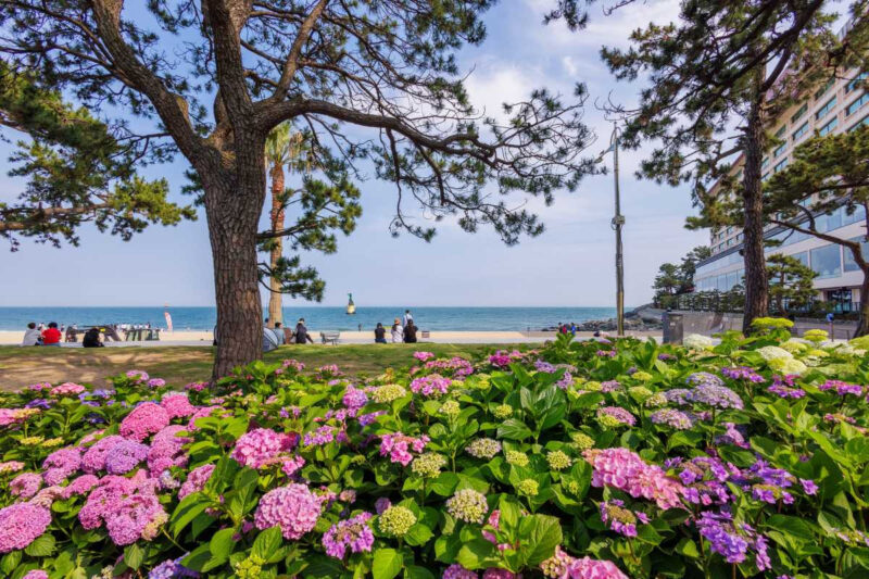 地元民が海雲台より先に駆け込む!釜山の「夏の秘密の庭園」5選