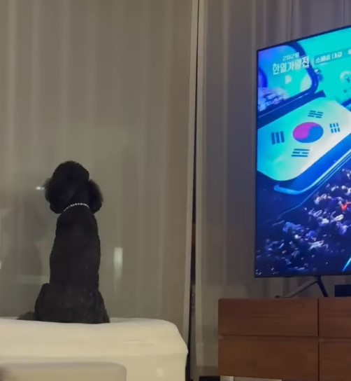 イ・スンヨン、愛犬「ステン」との愉快な日常を公開…ファンも「ほっこりする」と反響