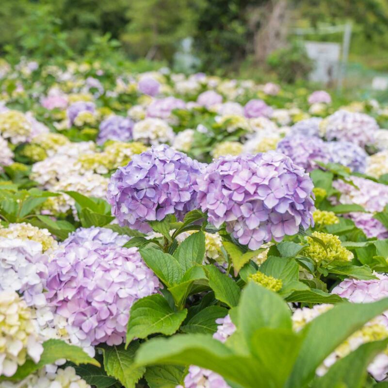 「入場料0円で欧州級の絶景」海と紫陽花を同時に楽しむ最高の癒やしスポット