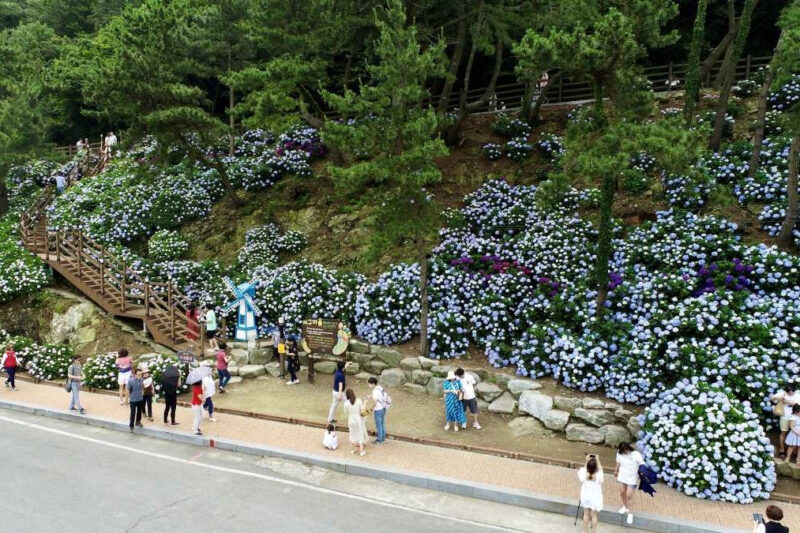 「入場料0円で欧州級の絶景」海と紫陽花を同時に楽しむ最高の癒やしスポット