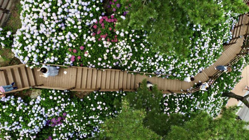 「入場料0円で欧州級の絶景」海と紫陽花を同時に楽しむ最高の癒やしスポット