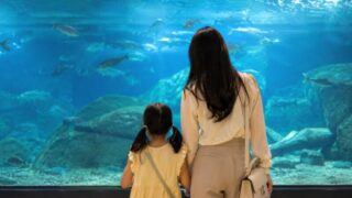 「淡水魚106種が無料で見放題」来場者60万人突破、忠清北道の人気観光スポットが話題