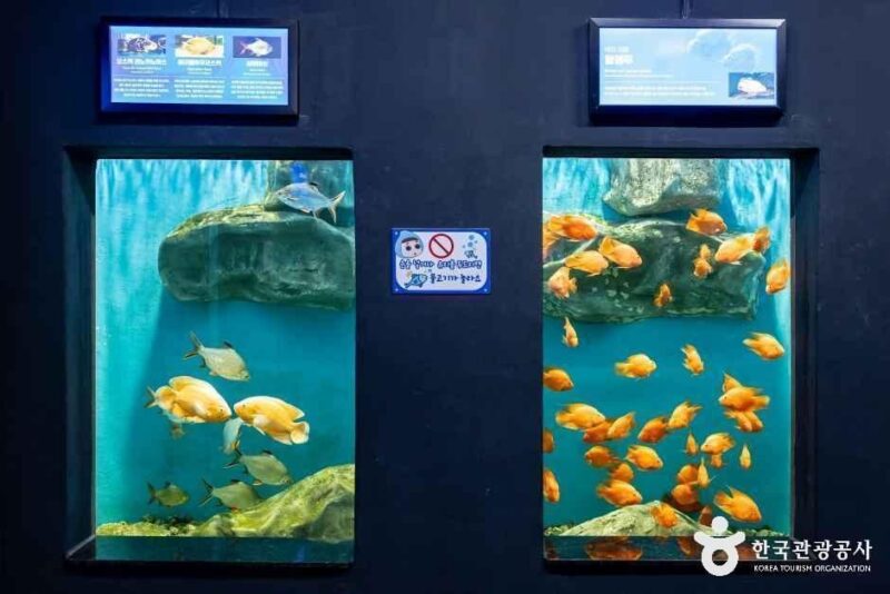 「淡水魚106種が無料で見放題」来場者60万人突破、忠清北道の人気観光スポットが話題