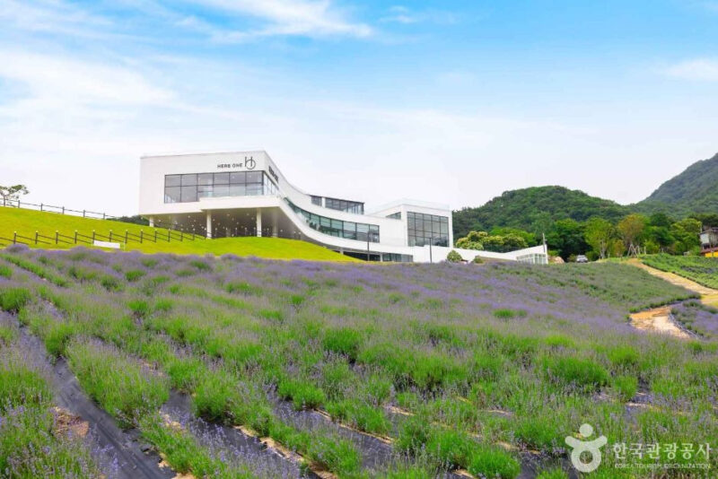 「本場のラベンダーが見たくて北海道行きをキャンセル」国内最大級の絶景花畑が話題に