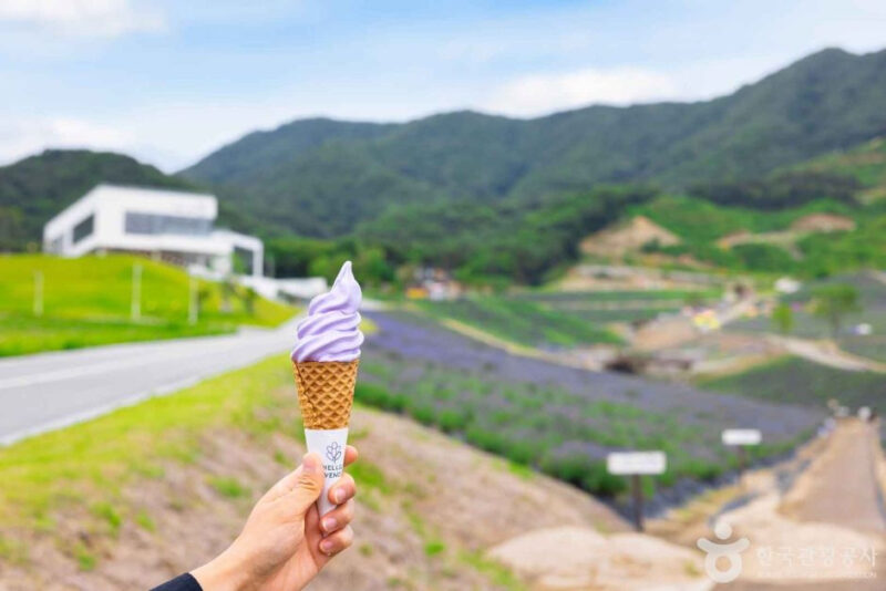 「本場のラベンダーが見たくて北海道行きをキャンセル」国内最大級の絶景花畑が話題に