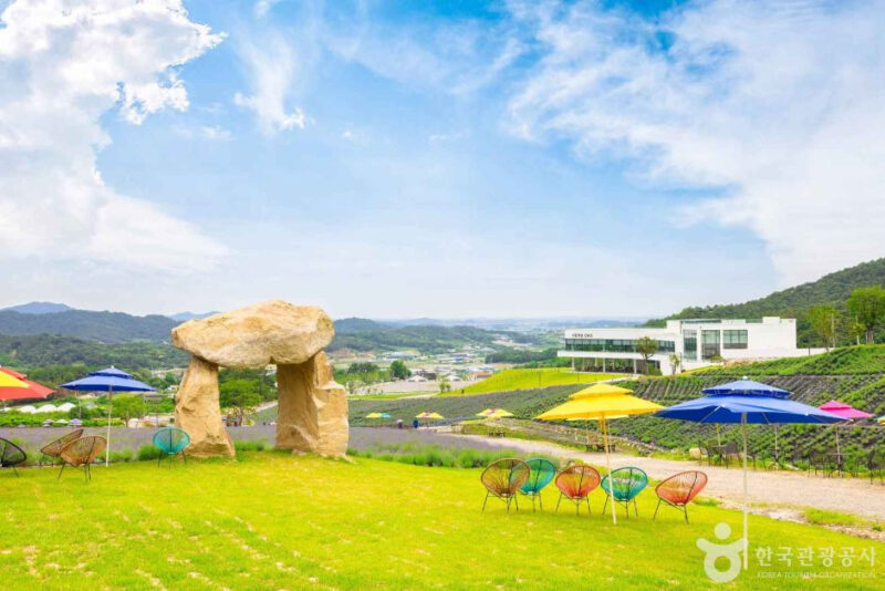 「本場のラベンダーが見たくて北海道行きをキャンセル」国内最大級の絶景花畑が話題に