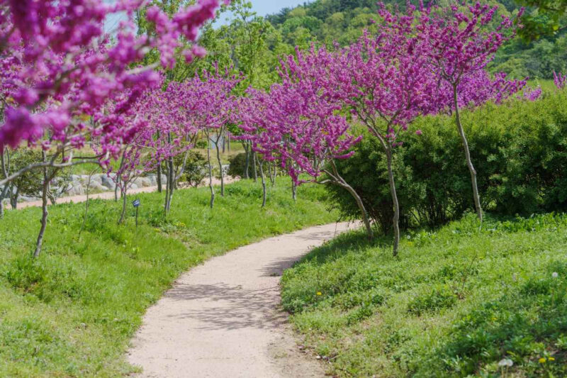 「第3の釜山市立樹木園」が無料開放！羊と触れ合える癒やしの散策スポットが話題