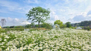 絶景の癒やし空間！3000坪の広大な花畑と海、夕日を望む「花カフェ」が話題