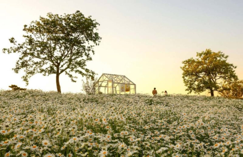 絶景の癒やし空間！3000坪の広大な花畑と海、夕日を望む「花カフェ」が話題
