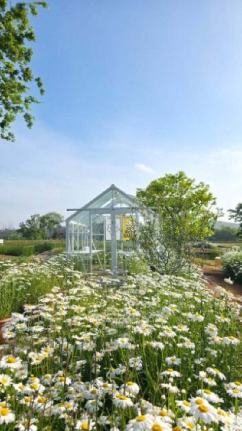 絶景の癒やし空間！3000坪の広大な花畑と海、夕日を望む「花カフェ」が話題