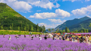 わずか600円！国内最高峰のラベンダー祭り、6月13日開幕