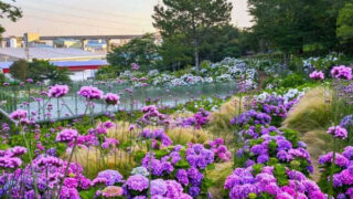 住民が育てた2万3000株の紫陽花が彩る！蔚山「クジラ祭り」で地域経済が活性化