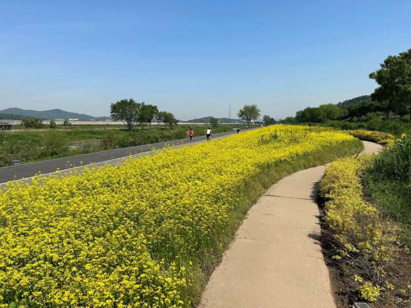 城南の街が黄色に染まる！今週末が見頃の絶景フラワーロードへ