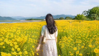 初夏の風物詩「金鶏菊」の見頃・種類・花言葉まとめ｜絶景スポットとおすすめ散策コース