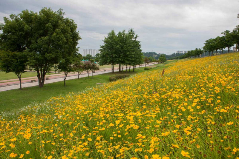 初夏の風物詩「金鶏菊」の見頃・種類・花言葉まとめ｜絶景スポットとおすすめ散策コース