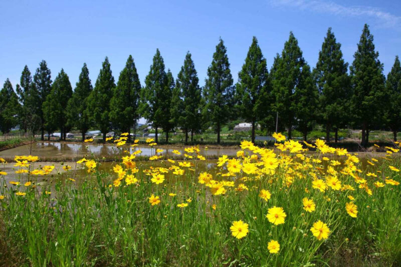 初夏の風物詩「金鶏菊」の見頃・種類・花言葉まとめ｜絶景スポットとおすすめ散策コース
