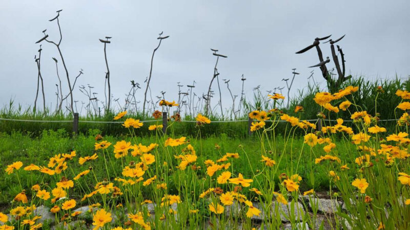 初夏の風物詩「金鶏菊」の見頃・種類・花言葉まとめ｜絶景スポットとおすすめ散策コース