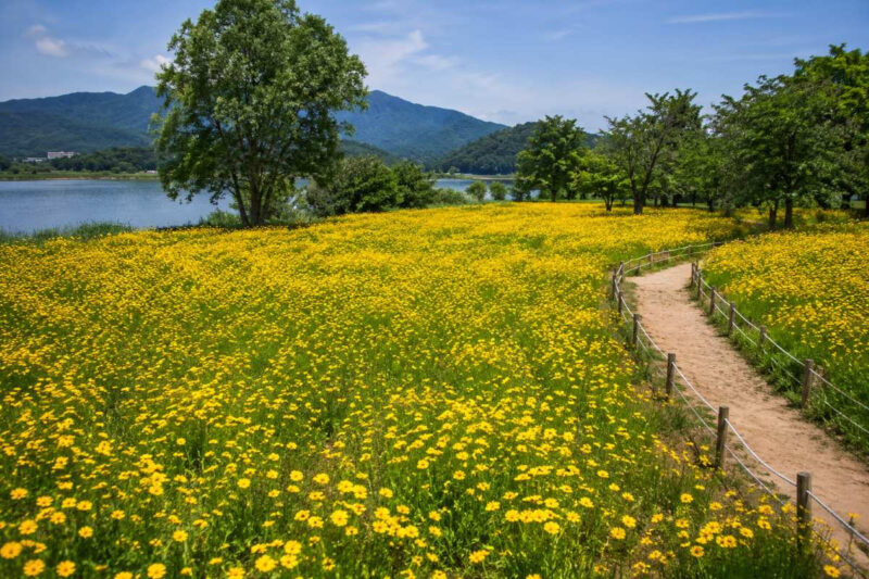 初夏の風物詩「金鶏菊」の見頃・種類・花言葉まとめ｜絶景スポットとおすすめ散策コース