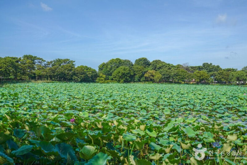 晋州の絶景！1万8000㎡の蓮の花が咲き誇る「無料散策路」が話題