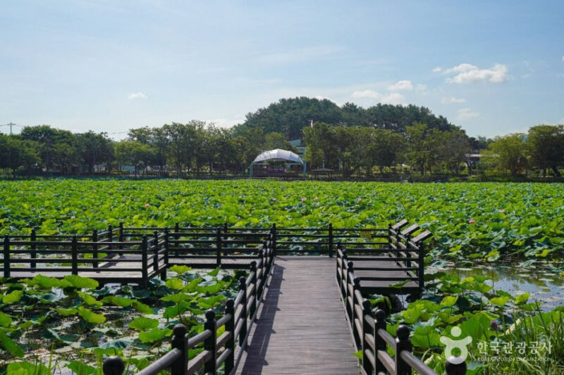 晋州の絶景！1万8000㎡の蓮の花が咲き誇る「無料散策路」が話題