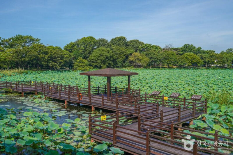 晋州の絶景！1万8000㎡の蓮の花が咲き誇る「無料散策路」が話題