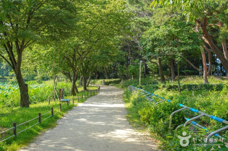 晋州の絶景！1万8000㎡の蓮の花が咲き誇る「無料散策路」が話題