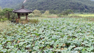「イシモチより最高！」韓国・霊光の絶景ハス畑へ旅しよう