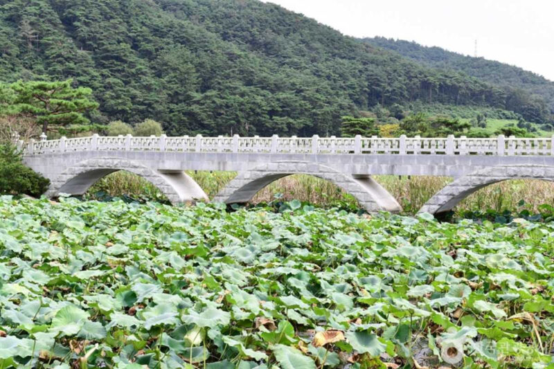 「イシモチより最高！」韓国・霊光の絶景ハス畑へ旅しよう