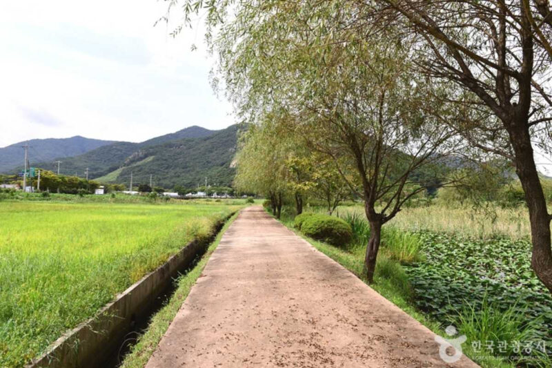 「イシモチより最高！」韓国・霊光の絶景ハス畑へ旅しよう
