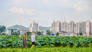 「560年前の種が19万㎡に」ソウル近郊で絶景の蓮の花スポットが話題