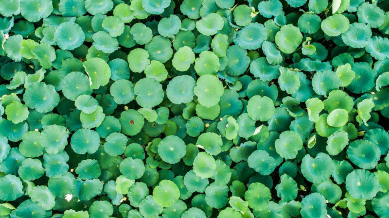 「560年前の種が19万㎡に」ソウル近郊で絶景の蓮の花スポットが話題