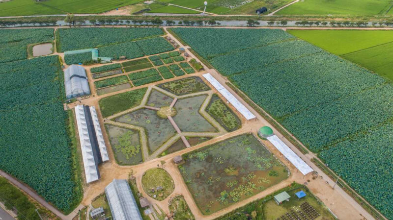 「560年前の種が19万㎡に」ソウル近郊で絶景の蓮の花スポットが話題
